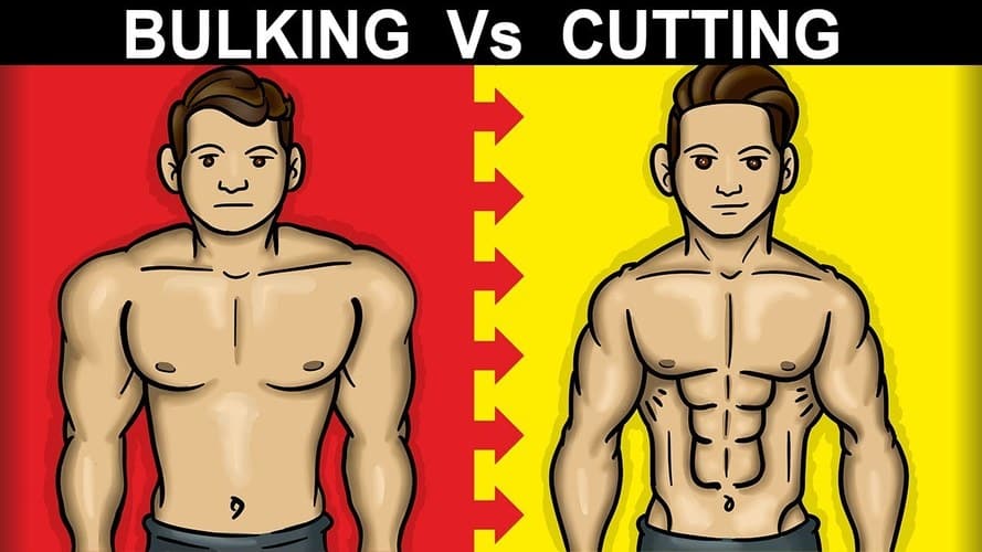 Figure showing Bulking vs Cutting