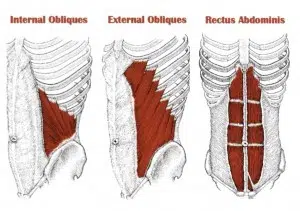 internal obliques and rectus abdominis