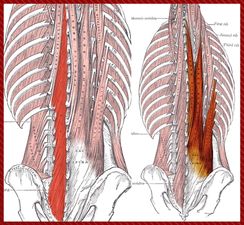 multifidus and erector spinae