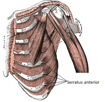 serratus_anterior muscle dumbbell chest exercises without a bench