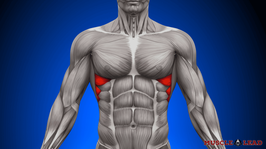Serratus anterior muscle highlighted in red on anatomical model