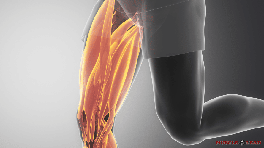 illustration showing sumo deadlift vs back squat muscles worked