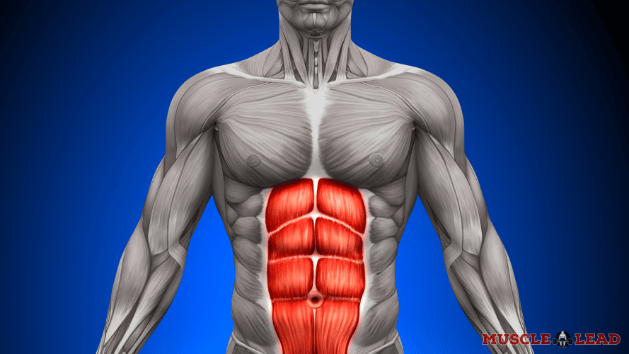 A medical diagram showing the rectus abdominis muscle.
