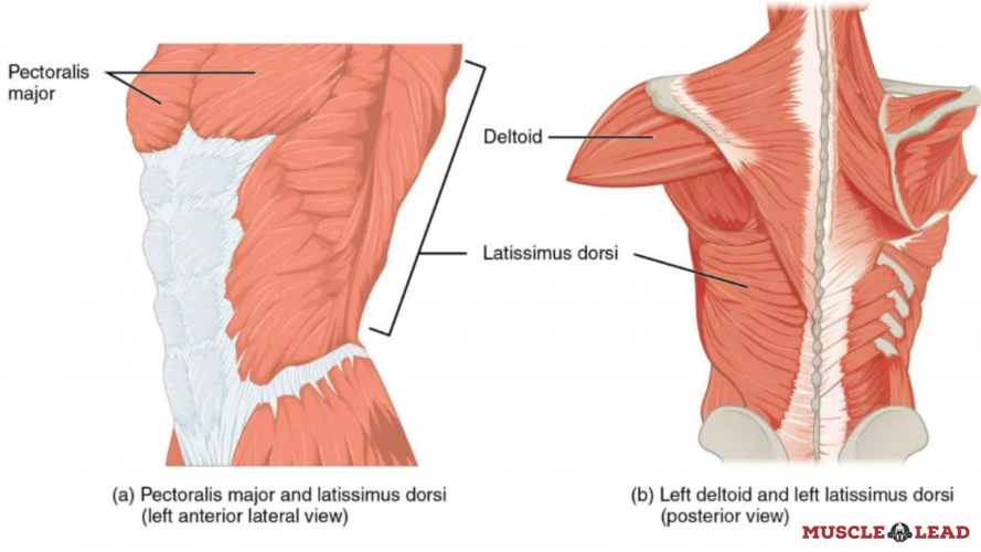 Lat muscles for the deadlift role