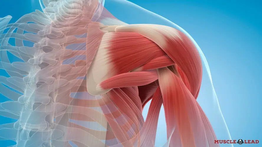 Shoulder anatomy and mechanics during deadlifts